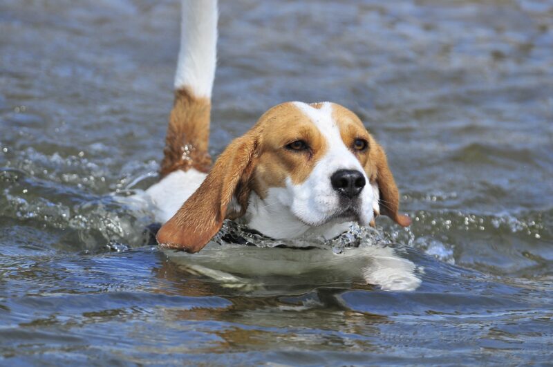 Kan een Beagle alleen thuis blijven?