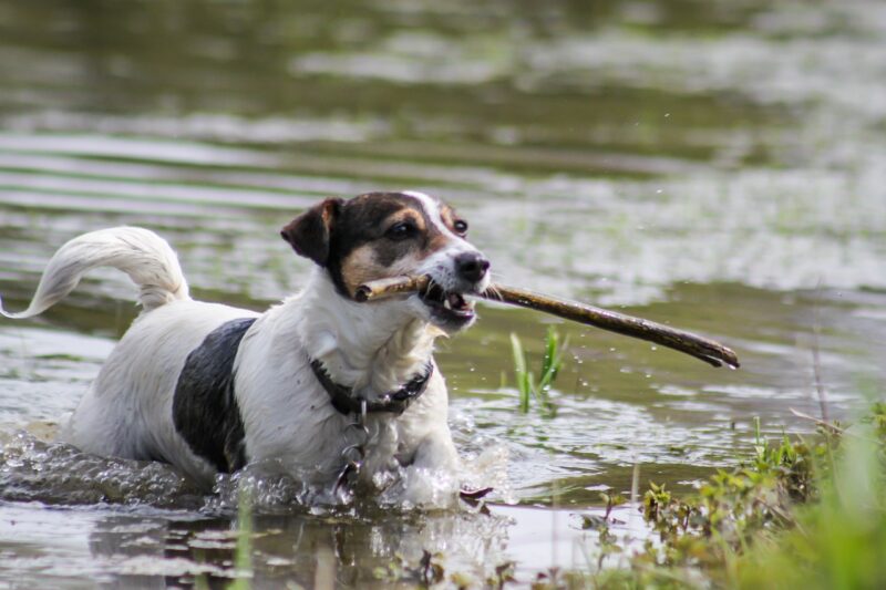 Hoe oud wordt een Jack Russel