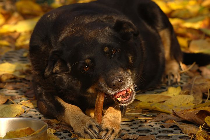 Puppy bijt veel; wat te doen?