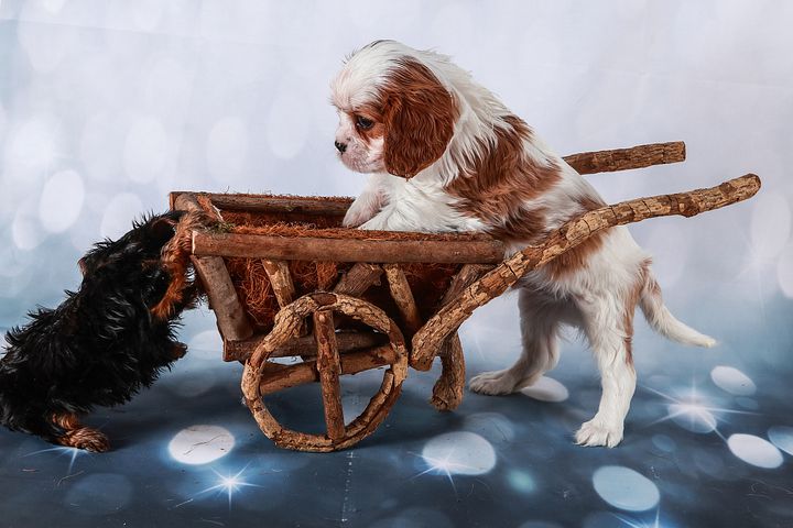 Beste hondenbuggy voor puppy’s – Top 3