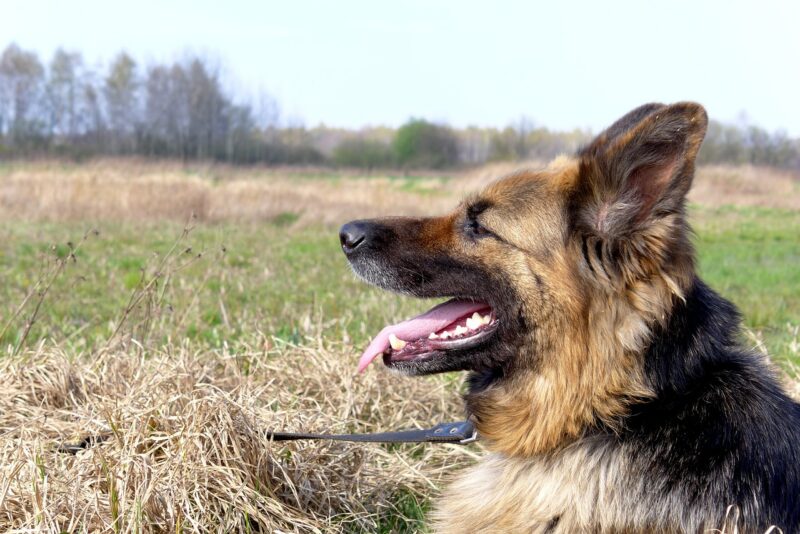 Hoe moet ik de tanden poetsen van mijn hond?