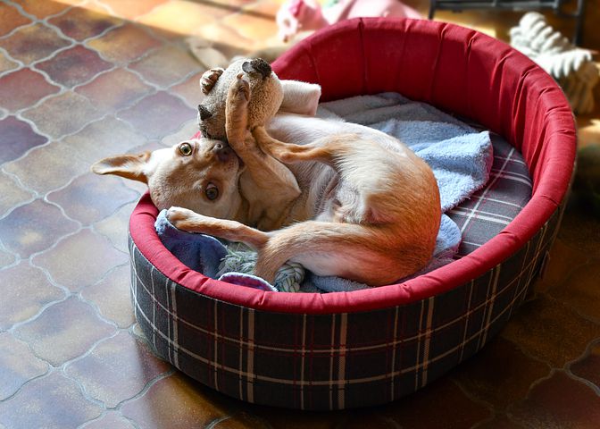 Welke benodigdheden moet je in huis halen voor een puppy?