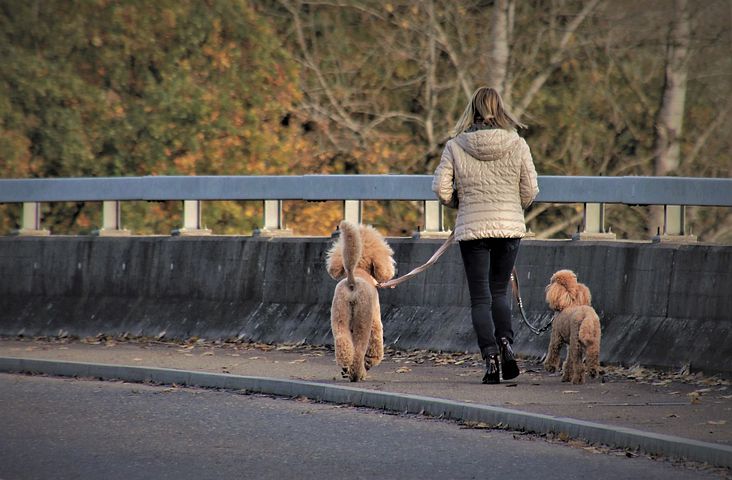 Beste veiligheid in het donker voor honden - Top 4!