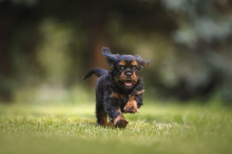 Waar moet je op letten bij een puppy aanschaffen?