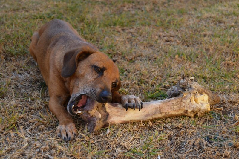 Wat zijn de Beste puppy snoepjes?