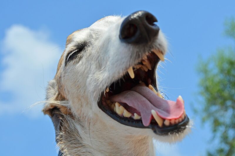 Hoe moet ik de tanden poetsen van mijn hond?