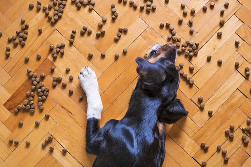 Hoelang kun je een puppy alleen thuis laten?