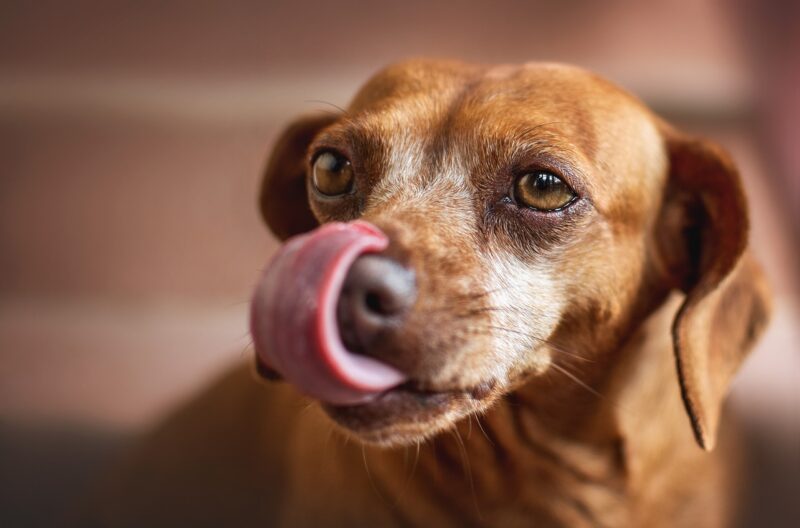 Mijn hond likt veel – Wat kan ik daaraan doen?