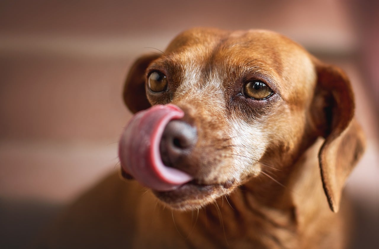 Mijn Hond Likt Veel Wat Kan Ik Daaraan Doen?