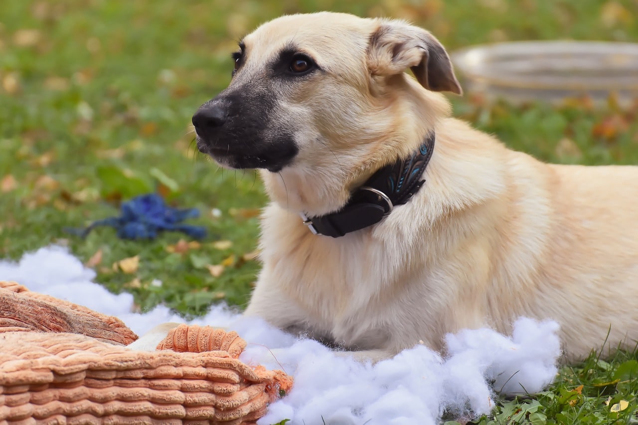 Hoe moet je een puppy straffen?