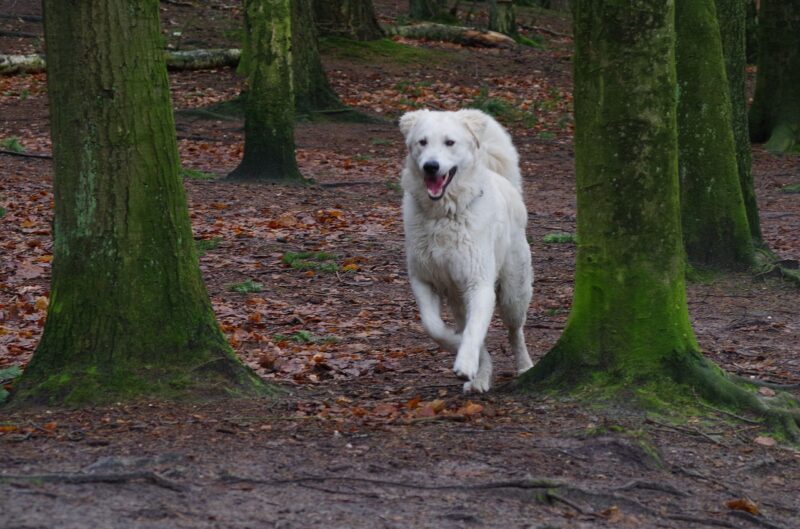 Hoe vaak moet een puppy naar buiten?