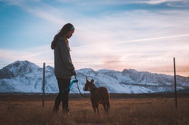 Hoe een puppy aan leiband leren lopen?