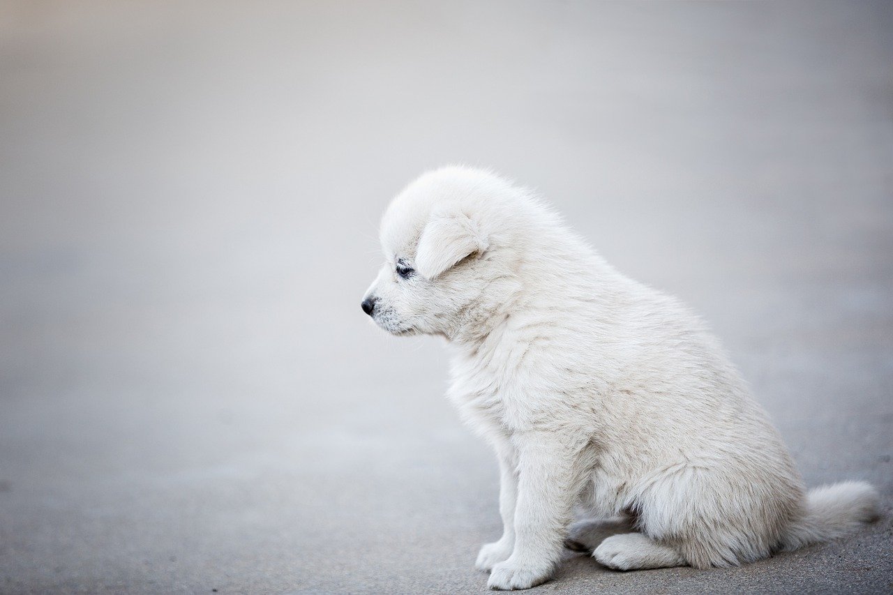 puppy zelf trainen