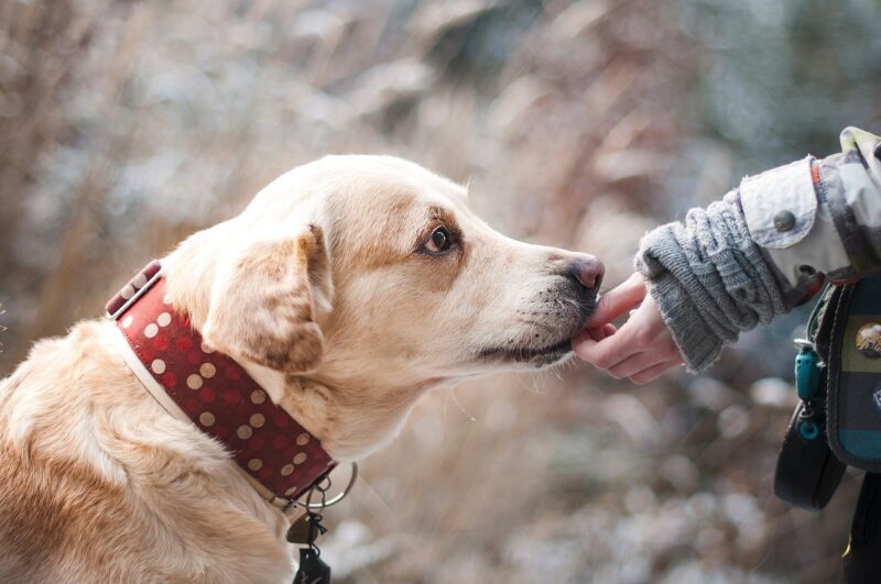 Hoe corrigeer je een puppy?