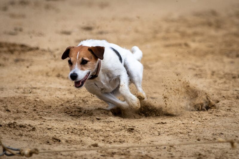 Waarop letten bij aankoop Jack Russel?