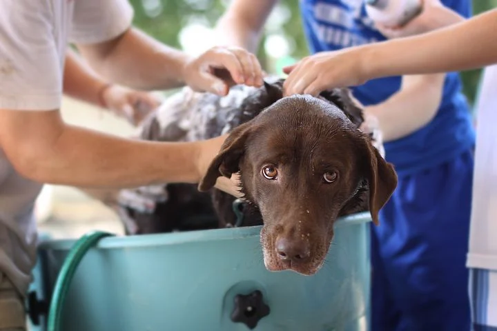 Top 3 Beste Puppy Shampoo voor je pup!