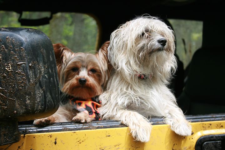 Beste autotuigjes voor een hond – Top 3!