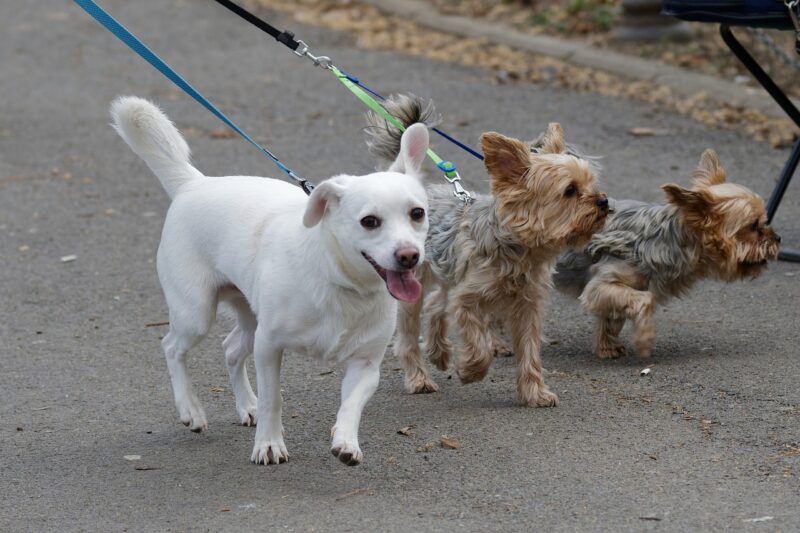 Hoe een puppy aan leiband leren lopen?