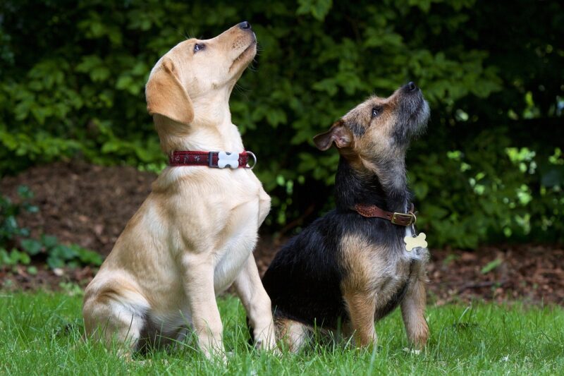 Hoe leer je een puppy zitten?