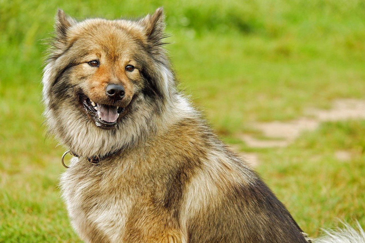 Waarom gaan de haren omhoog staan van mijn hond?