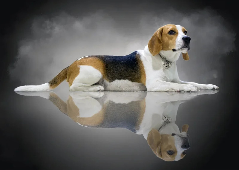 Wat moet je weten over Beagles? – De leukste informatie over de Beagles!