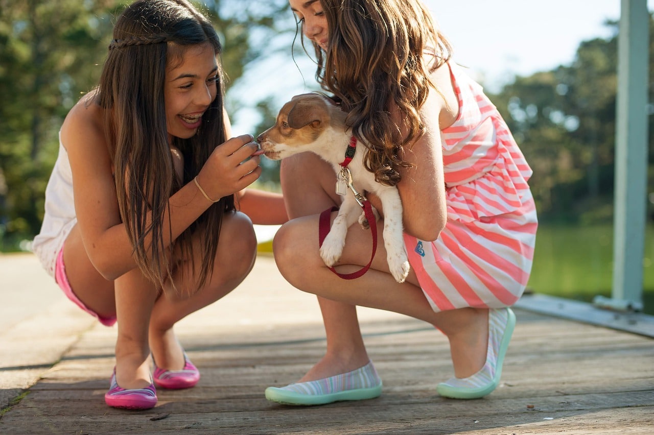 Hoe kun je een puppy leren wandelen?