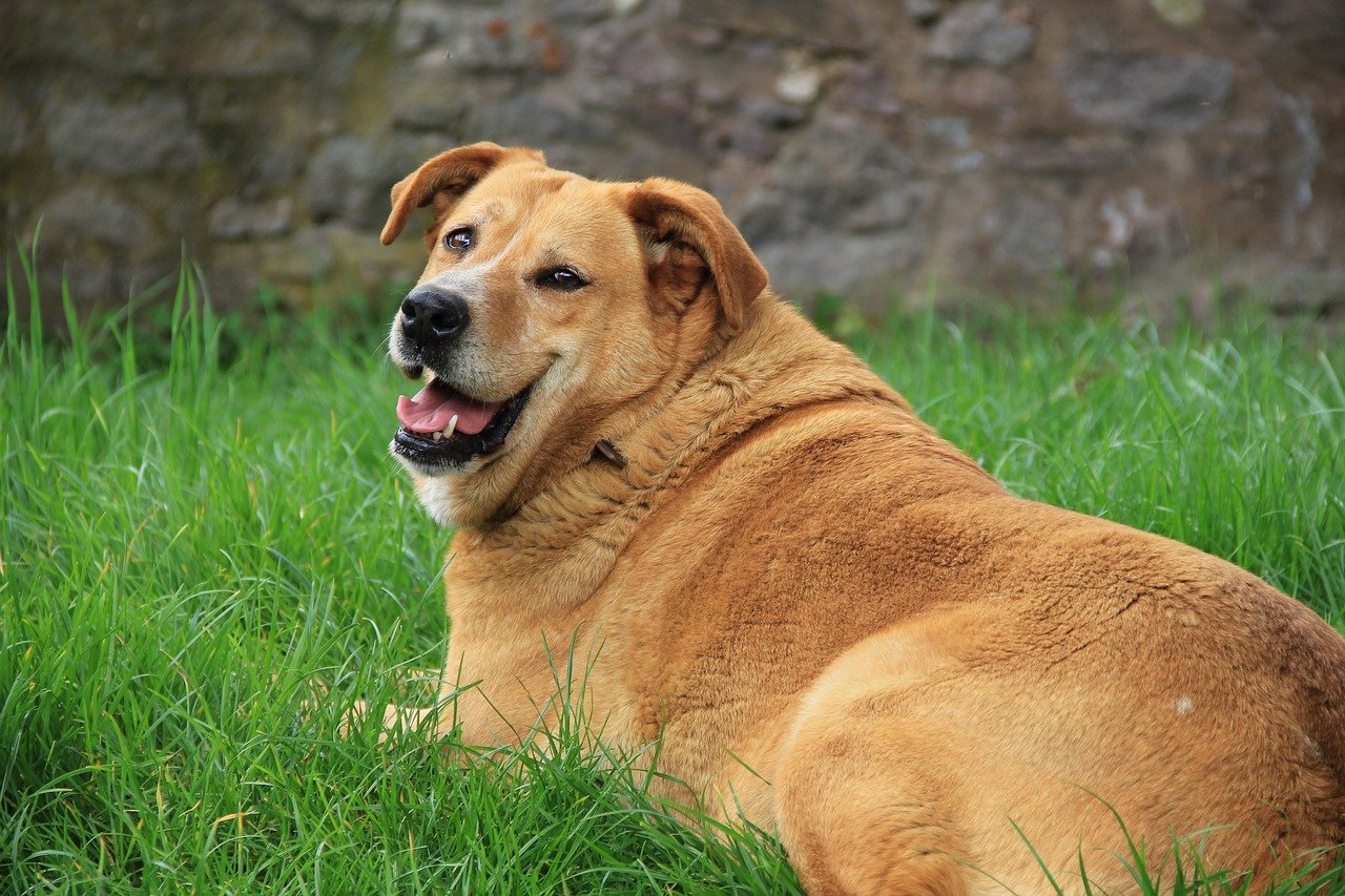 Hoe lang is een hond zwanger? – Alles wat je moet weten over de draagtijd van een hond