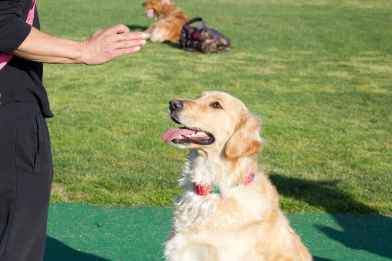 Hoe leer je een Puppy commando’s?