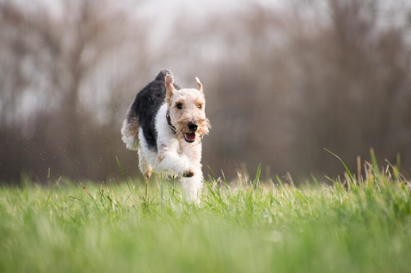 Hoe hou je je hond gezond