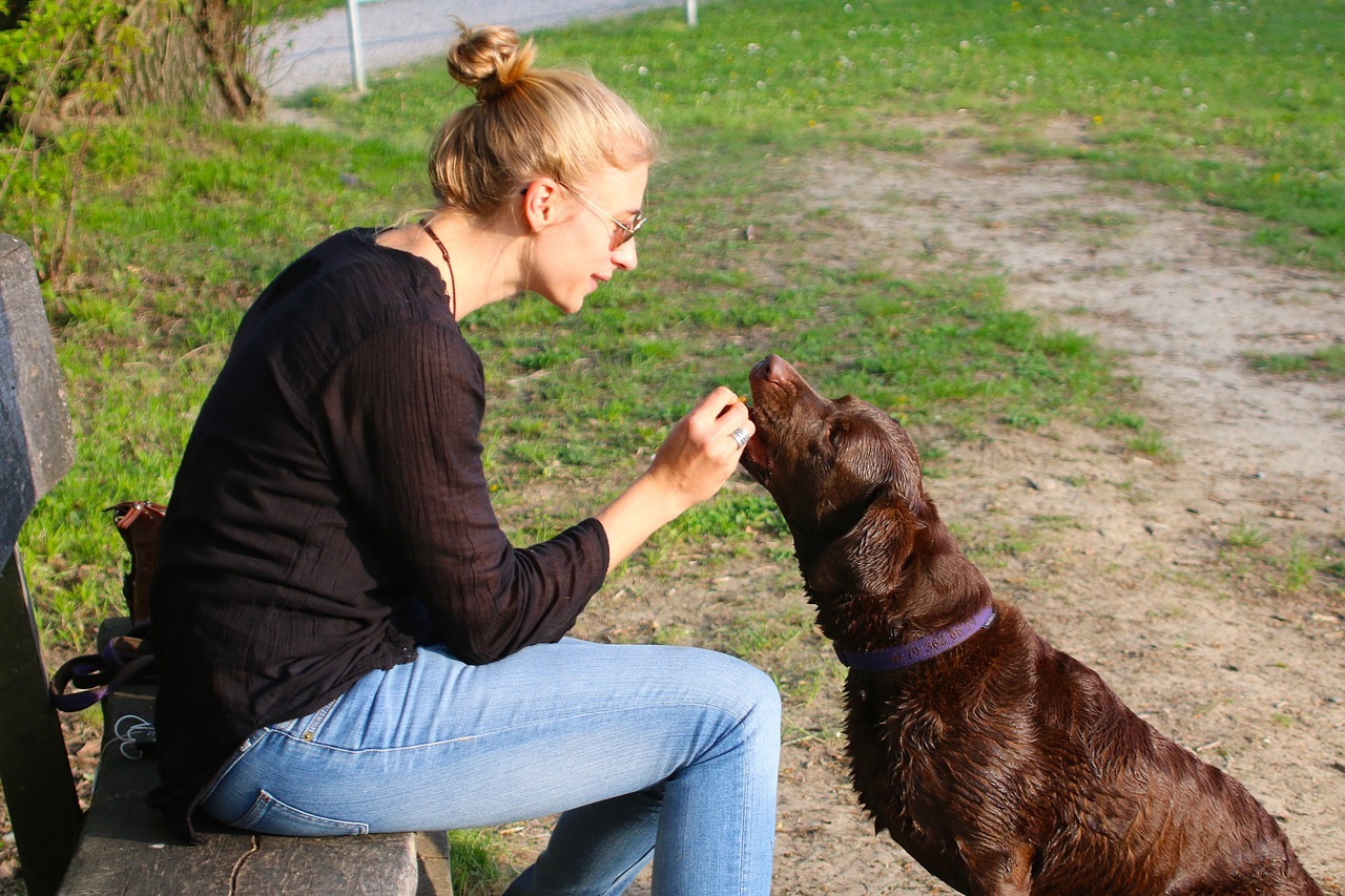 Hoe beloon je een puppy?