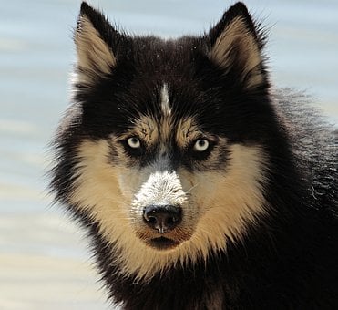 Hoe kun je gistinfecties bij honden herkennen?