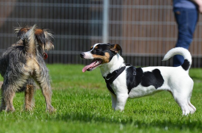 Hoe groot wordt een Jack Russel?