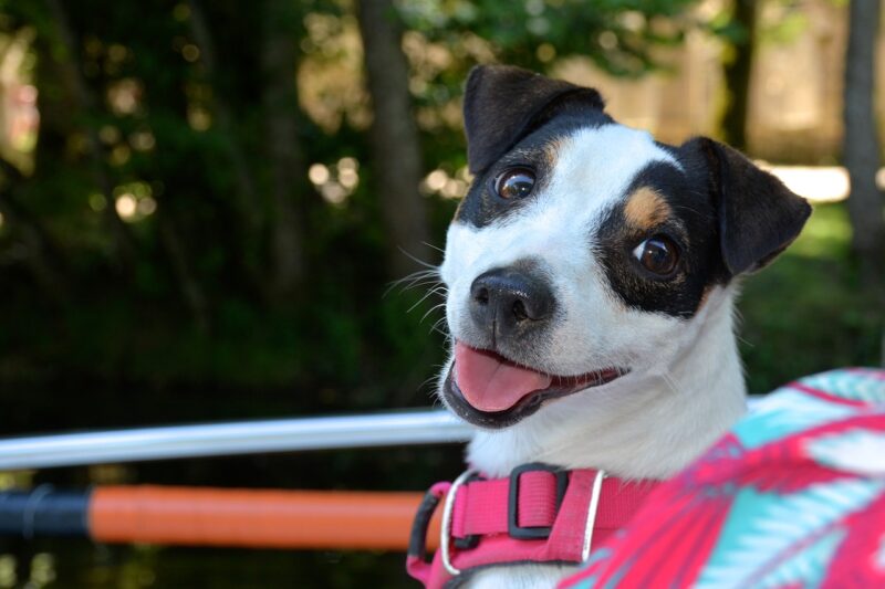 Waarop letten bij aankoop Jack Russel?