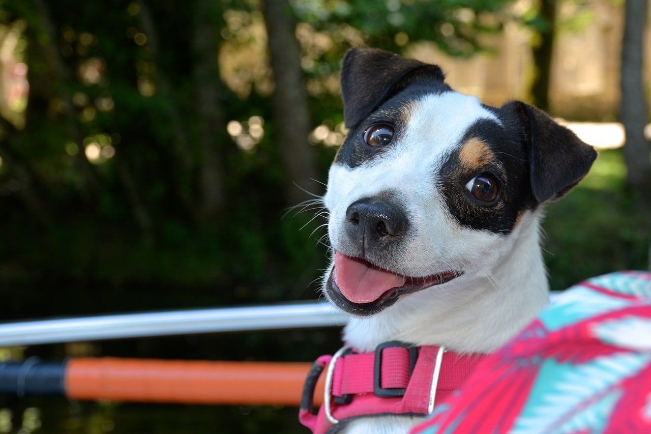 Welke voeding voor een Jack Russel pup? - Dit is de beste keuze voor jouw puppy!