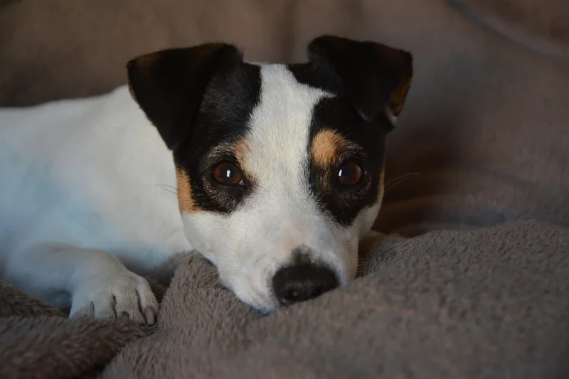 Hoe oud wordt een Jack Russel