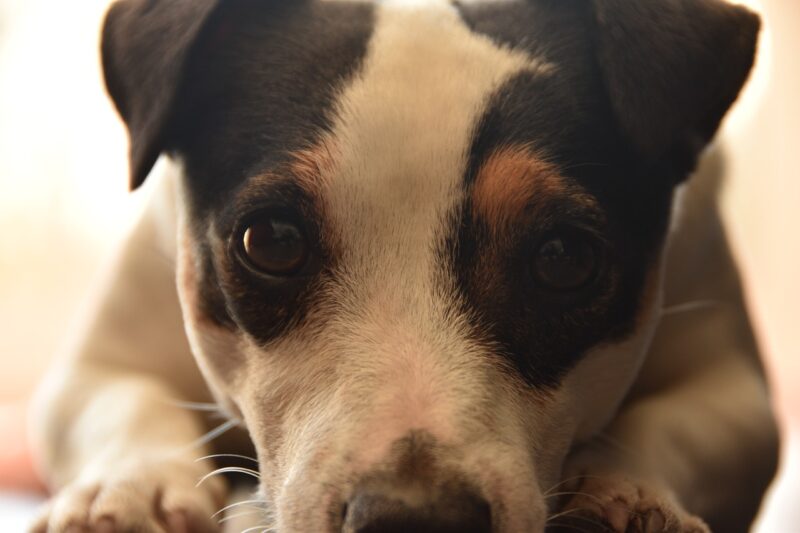 Waarop letten bij aankoop Jack Russel?