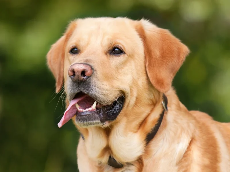 Ontwormen bij honden – Dit moet je doen!