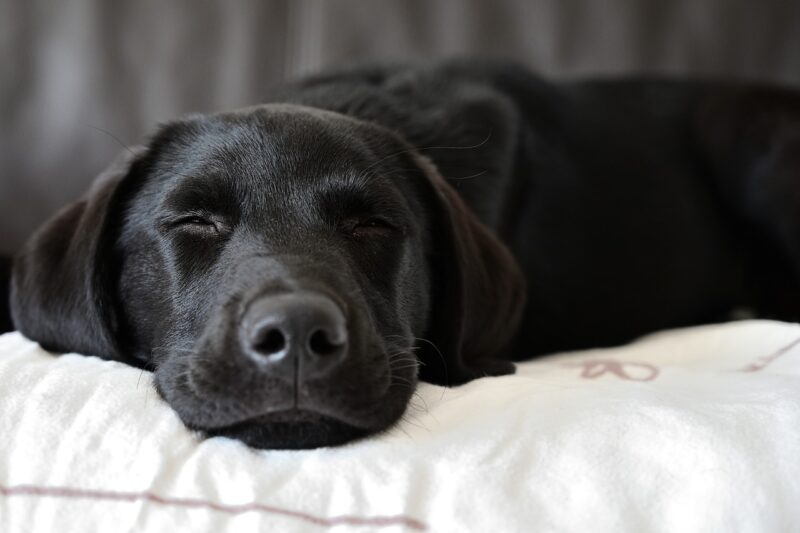 Labrador kopen? Lees eerst dit handboek! Labrador kopen? Lees eerst dit handboek!