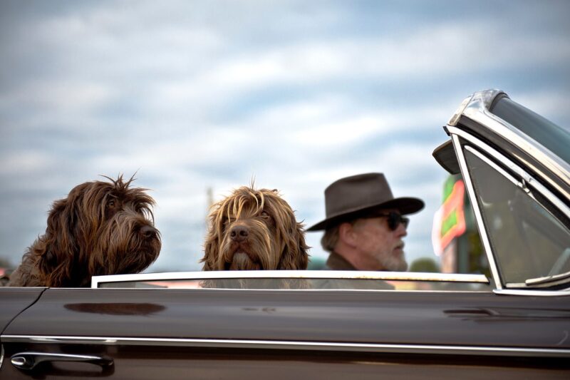 Wat is de beste autogordel voor honden? Top 5 Wat is de beste autogordel voor honden? Top 5