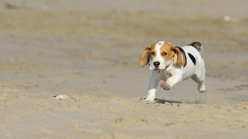 Wat moet je weten over Beagles? – De leukste informatie over de Beagles!