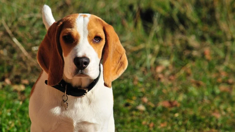 Wat kost een Beagle pup met stamboom? – Dit is wat je kunt verwachten!