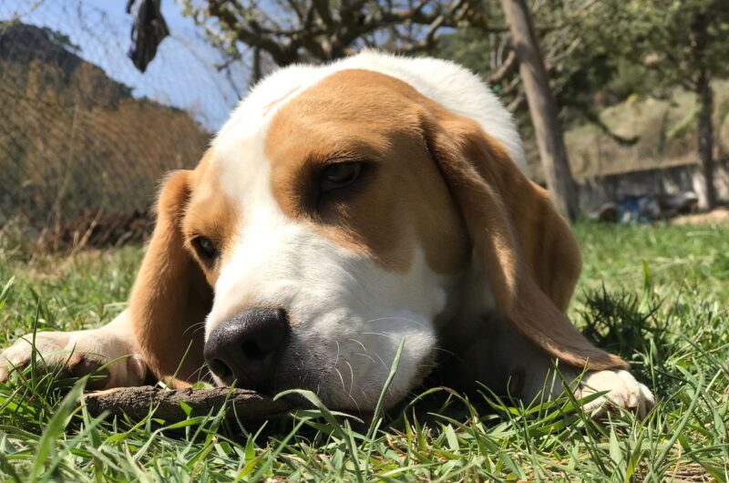 Welk voer voor een Beagle? - Onze top 3