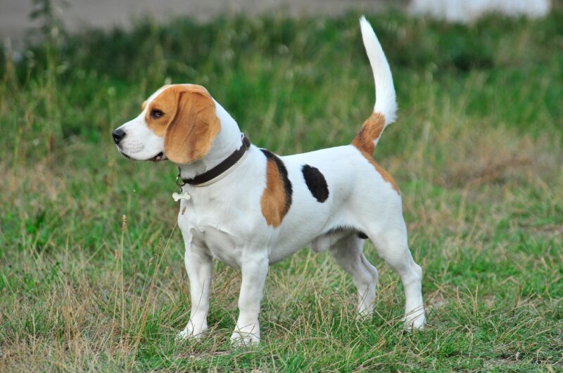 Wat kost een Beagle pup met stamboom? – Dit is wat je kunt verwachten!