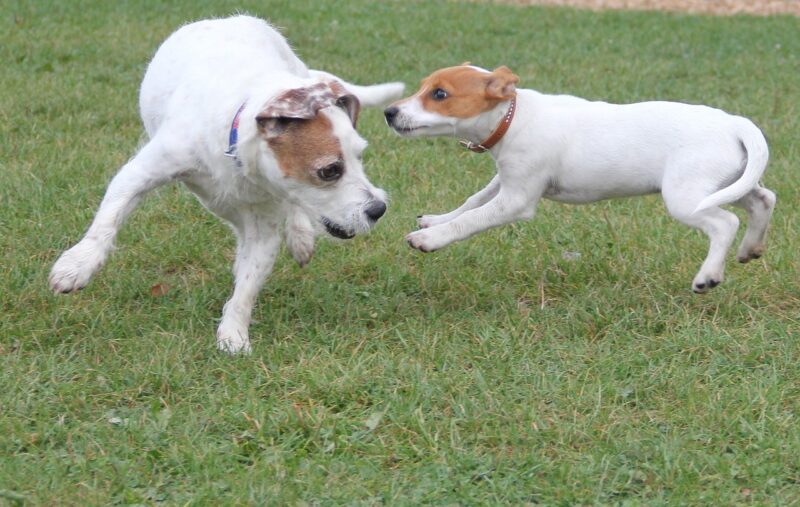 Hoe oud wordt een Jack Russel