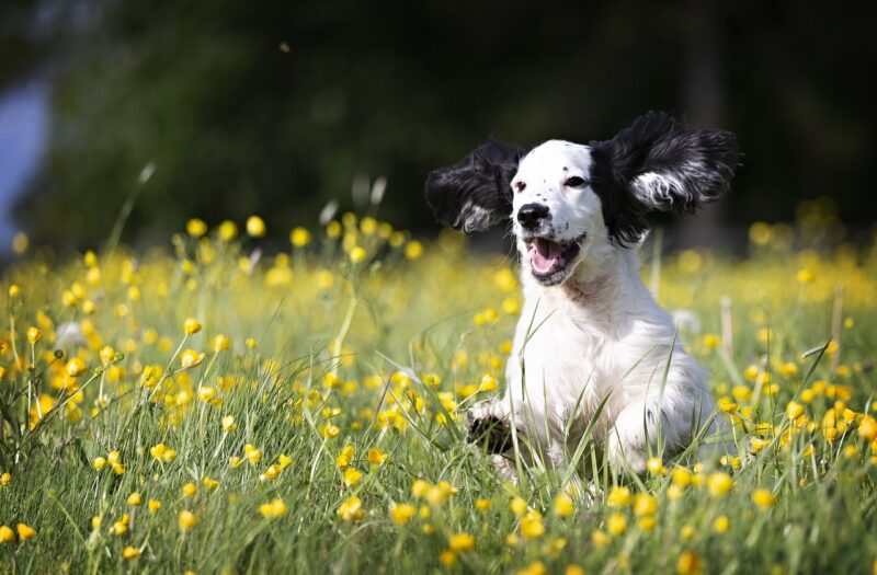 Wanneer wisselt een puppy zijn tanden