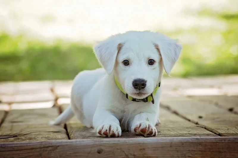 Beste puppy halsbandjes - De top 5