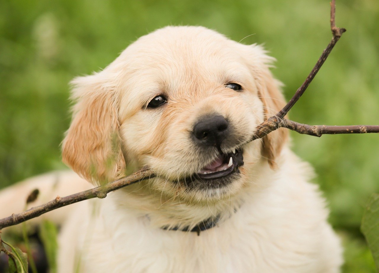 Golden Retriever handboek review