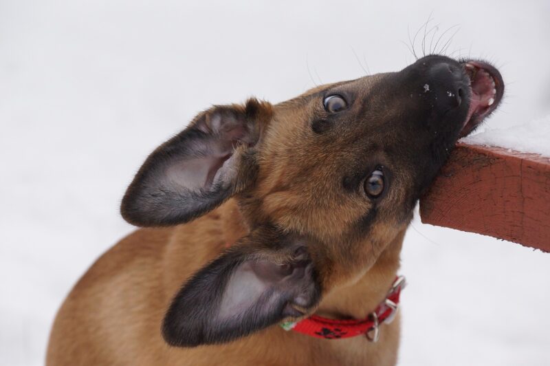 Hoe leer je een puppy het woord nee?