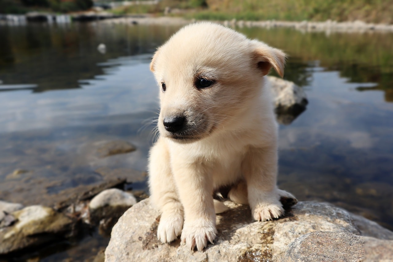 Hoe vaak moet een puppy naar buiten?