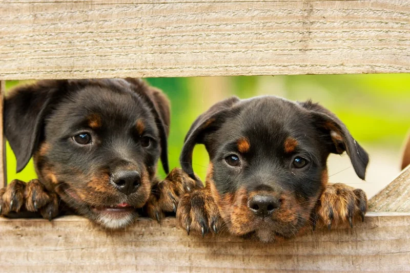 Hoeveel kost een puppy? - Deze kosten kun je verwachten!